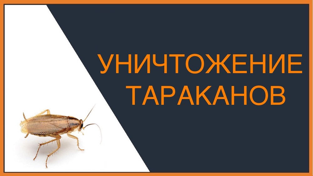 Уничтожение тараканов в Перми