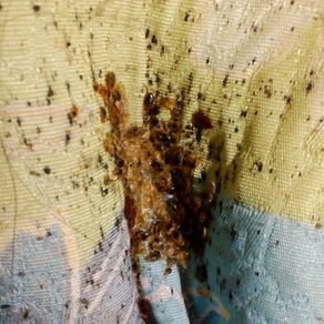Уничтожение насекомых в Перми (гостинка)