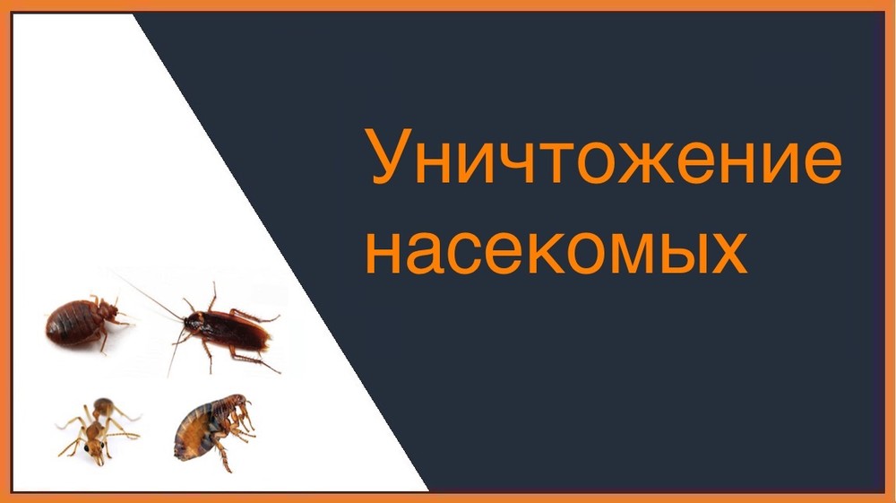 Уничтожение насекомых в Перми